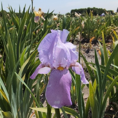 (Lis) Iris pallida