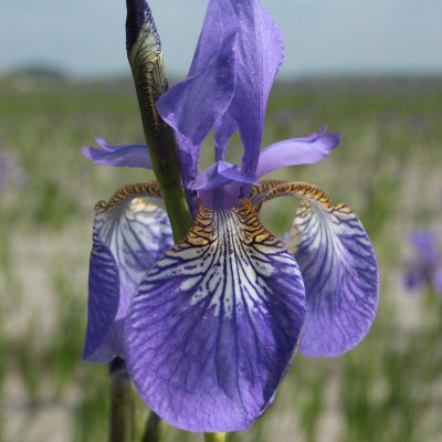 (Lis) Iris Sibirica Blue King