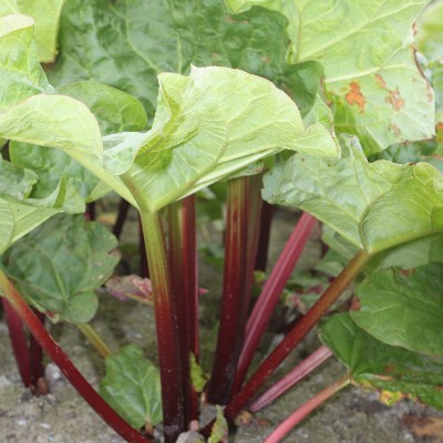 Eetbaar (Rabarber) Rheum Victoria