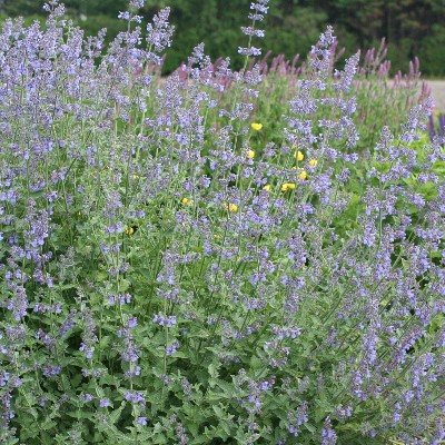 (Kattenkruid) Nepeta faassenii Six Hills Giant