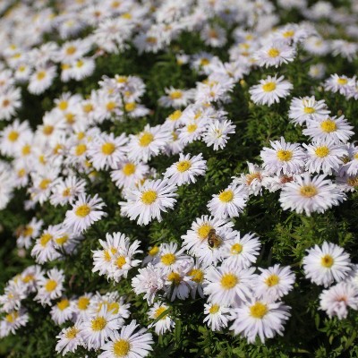 (Aster) Aster Kristina
