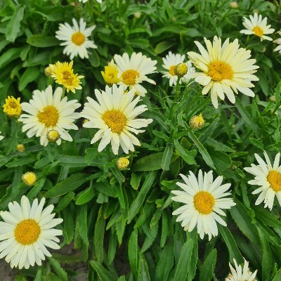(Margriet) Leucanthemum superbum 'Broadway Lights'