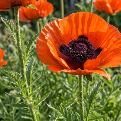 (Klaproos) Papaver orientale Brillant