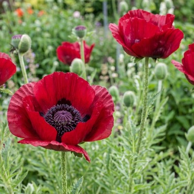 (Klaproos) Papaver orientale Beauty of Livermere