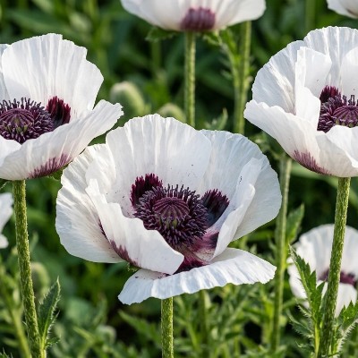 (Klaproos) Papaver orientale Royal Wedding