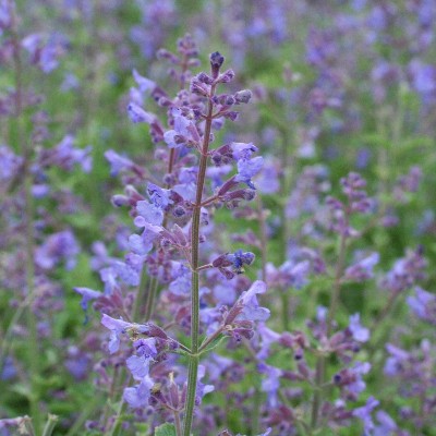 (Kattenkruid) Nepeta faassenii Kit Kat