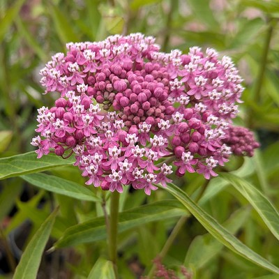(Knolzijdeplant) Asclepias incarnata 'Soulmate'