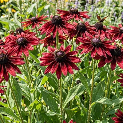 (Zonnehoed) Rudbeckia hirta 'Cherry Brandy'