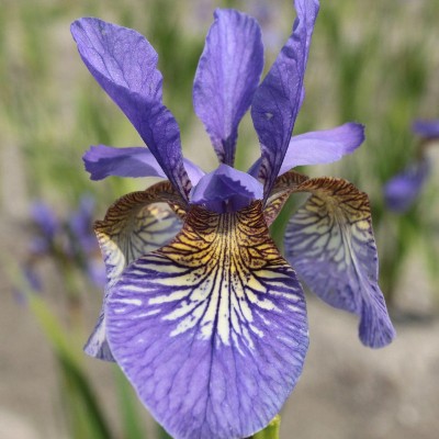 (Lis) Iris Sibirica Persimmon