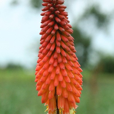 (Vuurpijl) Kniphofia Alcazar