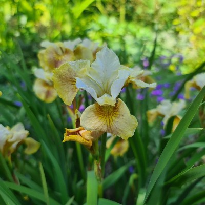 (Lis) Iris Sibirica Peacock Butterfly White Amber