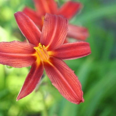(Daglelie) Hemerocallis Crimson Pirate