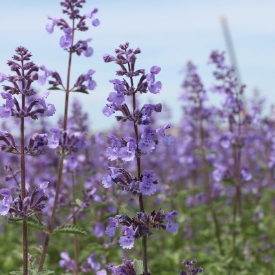 (Kattenkruid) Nepeta Walker's Low