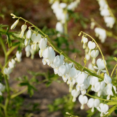 (Gebroken hartje) Dicentra spectabilis 'Alba'