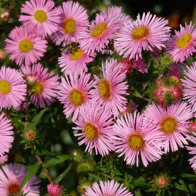(Aster) Aster Herbstgrüss von Bresserhof