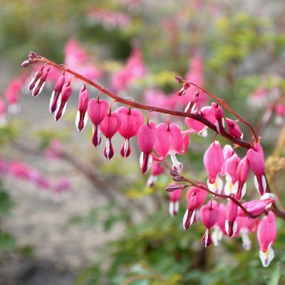 (Gebroken hartje) Dicentra spectabilis