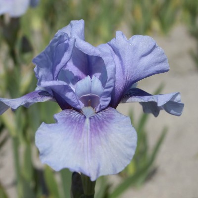 (Lis) Iris Germanica Bedtime Story