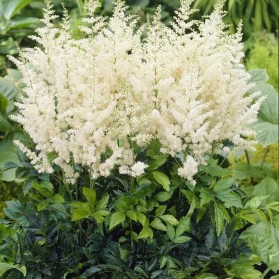 (Pluimspirea) Astilbe Diamant