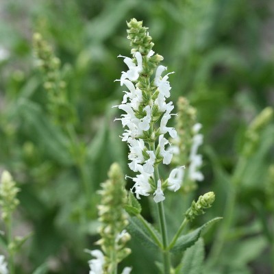 (Salie) Salvia nemorosa 'Schneehügel