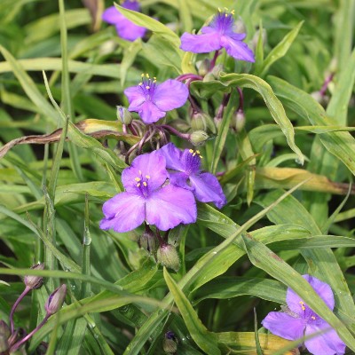 (Eendagsbloem) Tradescantia (A) 'Purewell Giant'