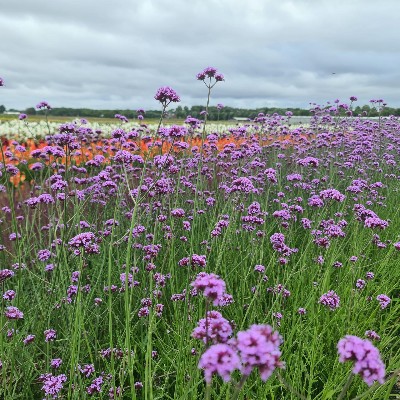 (Ijzerhard) Verbena bonariensis