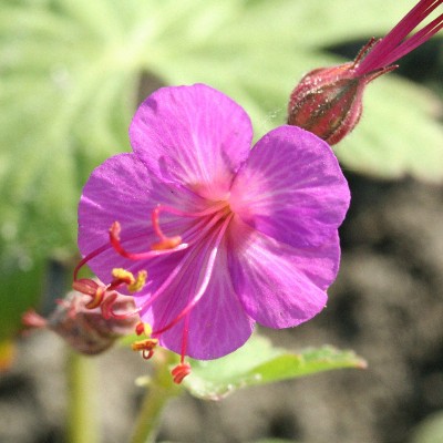 (Ooievaarsbek) Geranium macrorrhizum