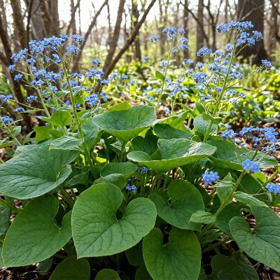 (Brunnera) Brunnera macrophylla
