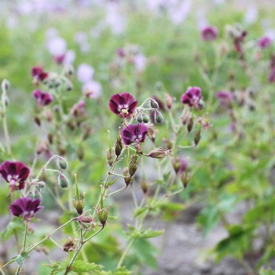 (Ooievaarsbek) Geranium phaeum