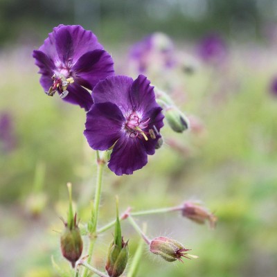 (Ooievaarsbek) Geranium phaeum 'Raven'