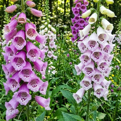 (Vingerhoedskruid) Digitalis purpurea 'Gloxiniflora'