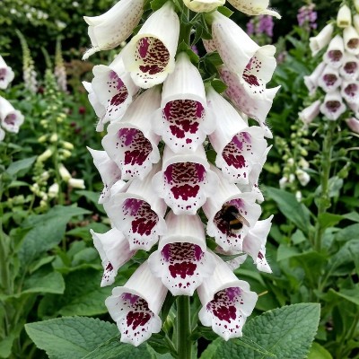 (Vingerhoedskruid) Digitalis purpurea 'Pam's Choice'