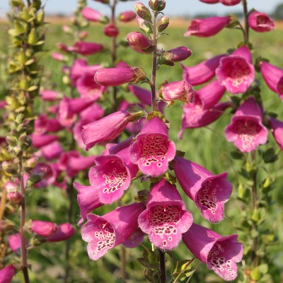 (Vingerhoedskruid) Digitalis purpurea 'Camelot Warm Rose'