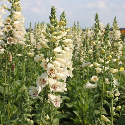 (Vingerhoedskruid) Digitalis purpurea 'Camelot Cream'