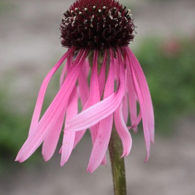 (Zonnehoed) Echinacea Pallida