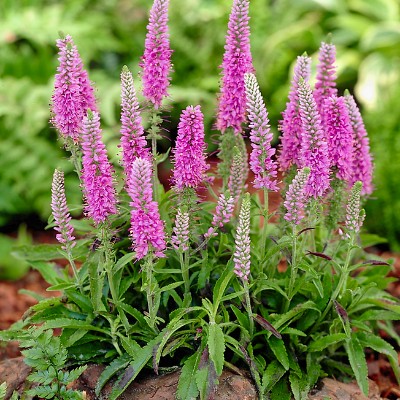 (Veronica) Veronica spicata 'Heidekind'