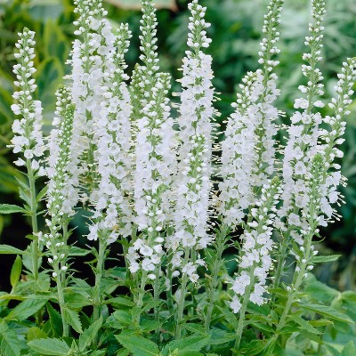 (Veronica) Veronica spicata 'Alba'