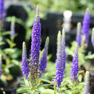 (Veronica) Veronica spicata 'Ulster Dwarf Blue'