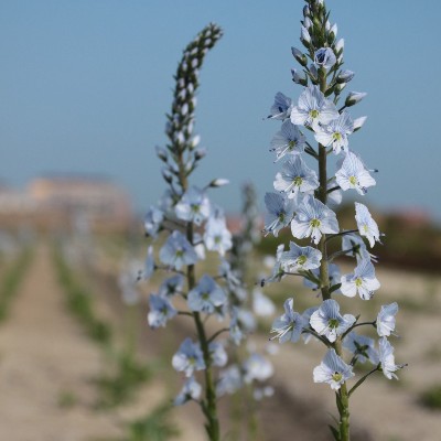 (Veronica) Veronica gentianoides