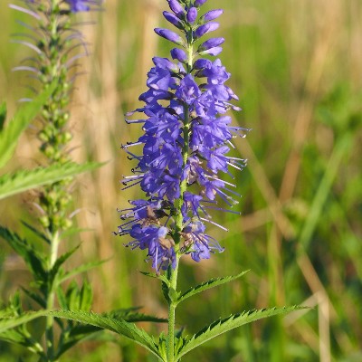 (Veronica) Veronica longifolia