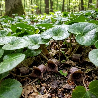 (Mansoor) Asarum europaeum