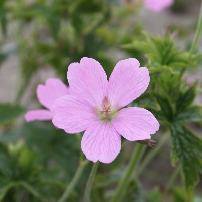 (Ooievaarsbek) Geranium endressii