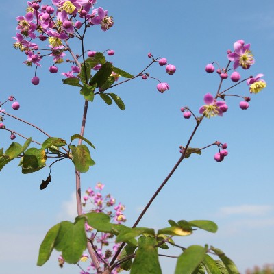 (Thalictrum) Thalictrum rochebrunianum