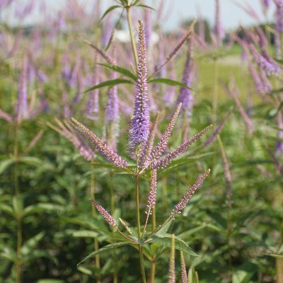 (Veronica) Veronica virginicum 'Fascination' (I)