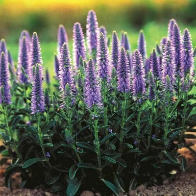 (Veronica) Veronica spicata 'Nana Blauteppich'