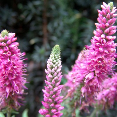(Veronica) Veronica spicata 'Rosa Zwerg'