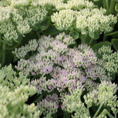 (Vetkruid) Sedum spectabile 'Stardust'