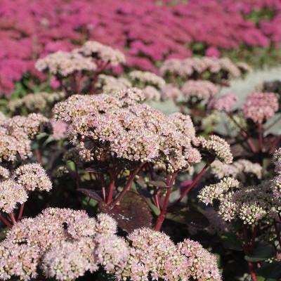 (Vetkruid) Sedum Matrona