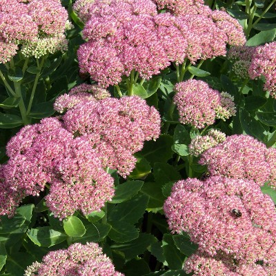 (Vetkruid) Sedum spectabile 'Brillant'