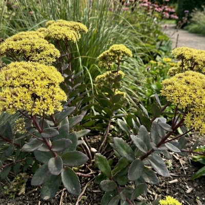 (Vetkruid) Sedum Yellow Xenox