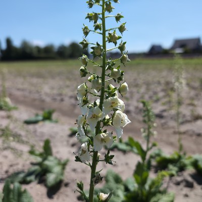 (Toorts) Verbascum phoeniceum 'Flush of White'
